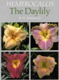 Hemerocallis, the Daylily [Click for larger image]