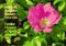 Familiar Flowers of North America : Eastern Region cover