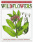A Field Guide to Wildflowers Coloring Book cover