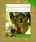 Kangaroos and Koalas : What They Have in Common cover
