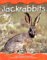 Jackrabbits cover
