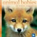 Animal Babies In Towns And Cities cover
