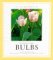 Designing With Bulbs cover