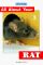 All About Your Rat cover