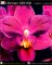 Ultimate Orchid cover