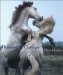 Horses of the Camargue cover