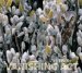 Vanishing Act cover