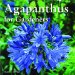 Agapanthus for Gardeners cover