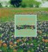 Wildflowers Across America cover