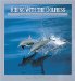 Riding With the Dolphins : The Equinox Guide to Dolphins and Porpoises cover