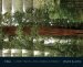 Tree : A New Vision Of The American Forest cover