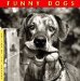 Funny Dogs cover
