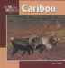 Caribou cover