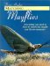 Matching Mayflies cover