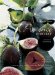 Provence Harvest : With 40 Recipes by Award-Winning Chef Jacques Chibois cover