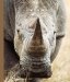 Rhinos cover