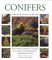 Conifers cover