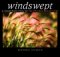 Windswept : a Passionate View of the Prairie Grasslands cover