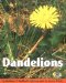 Dandelions cover