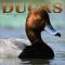 Ducks 2004 Calendar cover