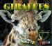 Giraffes cover