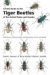 A Field Guide To The Tiger Beetles Of United States and Canada : Identification, Natural History, And Distribution Of The Cicindelidae cover