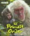 The Primate Order cover