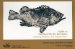 Guide to Northeast Pacific Rockfishes : Genera Sebastes and Sebastolobus cover