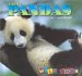 Giant Pandas cover