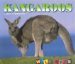 Kangaroos cover