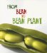 From Bean to Bean Plant cover