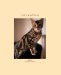 Cats & Kittens cover