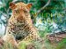 Wildlife of Africa : Photographs In Celebrartion Of The Continent's Extraordinary Biodiversity, Fauna and Flora cover