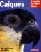  Caiques: Everything About HEalth, Behavior, Feeding, and Care