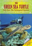 The Green Sea Turtle : Help Save This Endangered Species! [Click for larger image]