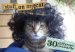 Stuff on My Cat cover