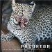 Predator : Life and Death in the African Bush cover