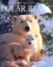 Polar Bears cover