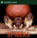 Spiders cover