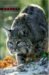  Bobcat: Master of Survival