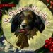 Celebration, the Christmas Dog Book cover