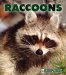 Raccoons cover
