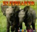 Elephants cover