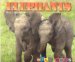 Elephants cover