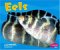 Eels cover