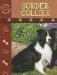 Border Collie cover