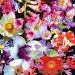 500 Flowers cover