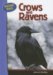  Crows and Ravens