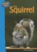 The Squirrel