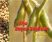 The Super Soybean cover